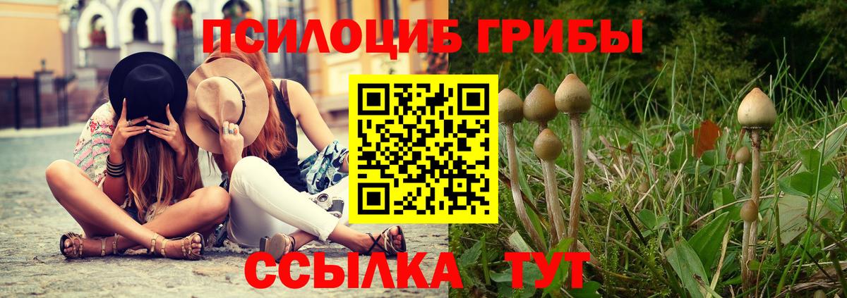 Псилоцибиновые грибы Cubensis Кингисепп